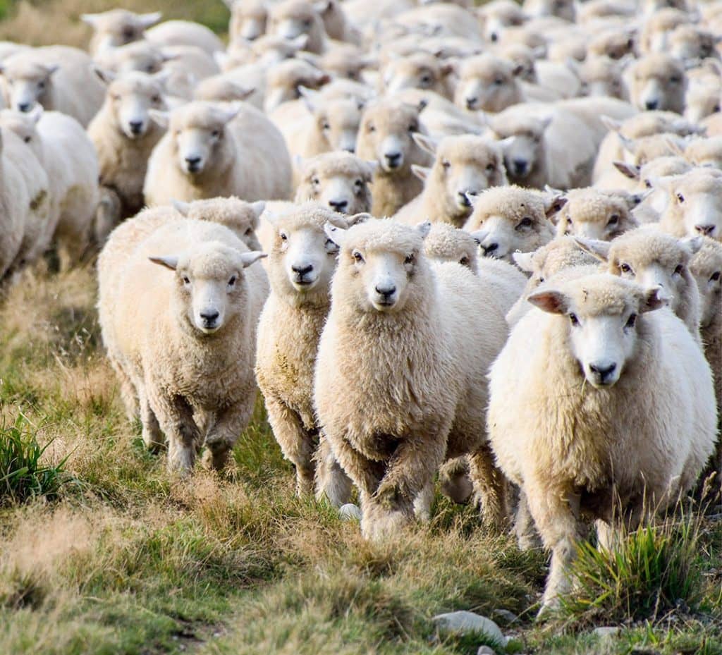 V&Vsheep