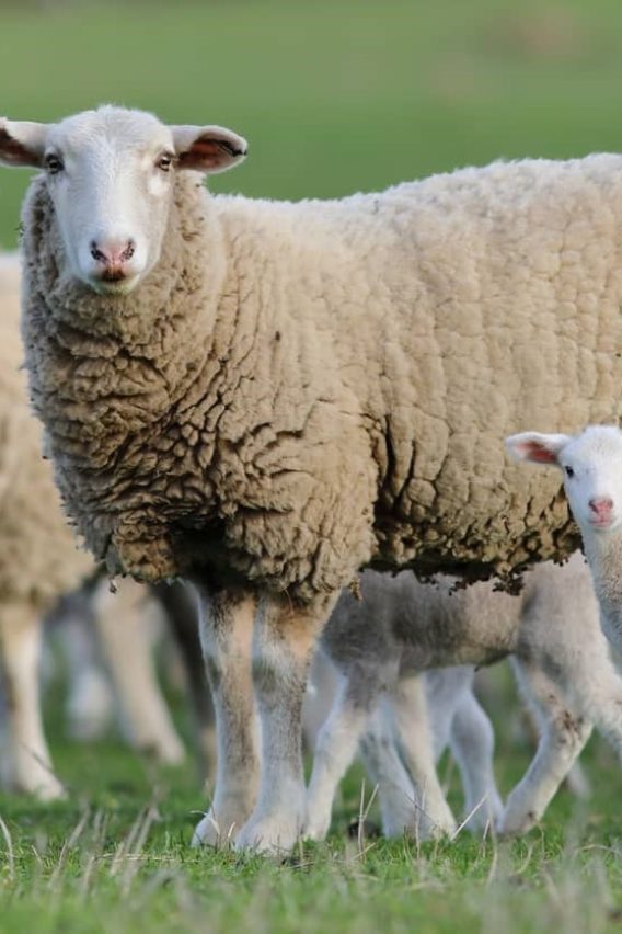 lamb3